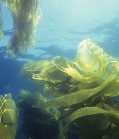 Trzy sekrety skuteczności alg morskich