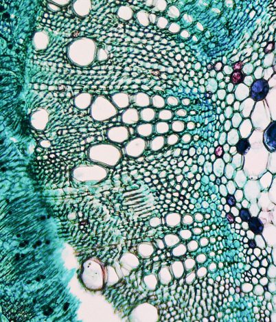 Roślinne komórki macierzyste – cudowne odkrycie kosmetologii